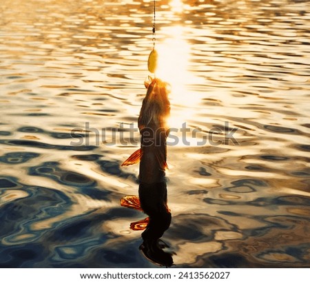 Fishing at sunset. Catching predatory fish on spinning. Sunset colors on the water surface, sunny path from the low sun. Perch caught on yellow spoonbait Royalty-Free Stock Photo #2413562027