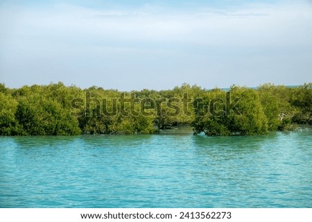 Mangrove forests in the Persian Gulf. Hara tree (Avicennia marina) main type of aquatic vegetation. United Arab Emirates Royalty-Free Stock Photo #2413562273