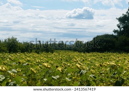 Sunflower field and blue sky in Hungary