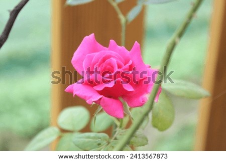 Nature Scenery flower red pink rose Picture