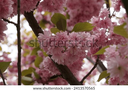 Beautifully blooming Sakura tree in pink shades