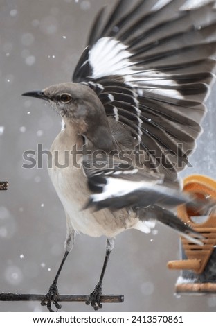 A Northern Mockingbird on the peanut butter bird feeder                               