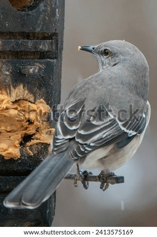 A Northern Mockingbird on the peanut butter bird feeder                               