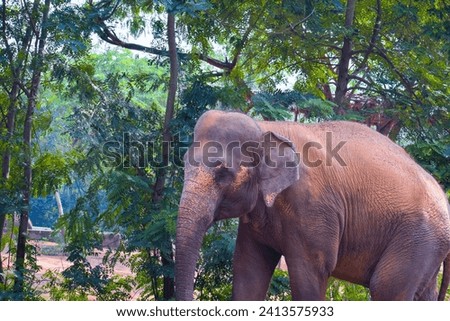 selective focus picture of a elephant walking in the zoo