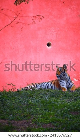 selective focus picture of a Bengal tiger 