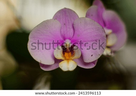 Picture without editing of a pink phalaenopsis orchid shot using a vintage Asahi Pentax Super Multi-coated Takumar lens       Royalty-Free Stock Photo #2413596113