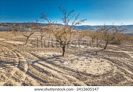 A field of Almond trees with tyre trackes evident in the soil around the trees