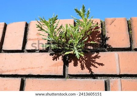 Golden Euryops shrub growing out of a brick wall, up close picture