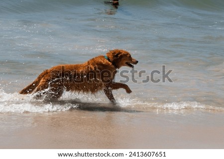 picture of a dog running at the beach