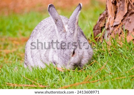 Front view of adorable light gray colored rabbit eating on green lawn, near a tree trunk