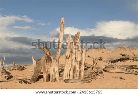 Piles of drift wood washed up on the beach by the atlantic ocean after a storm