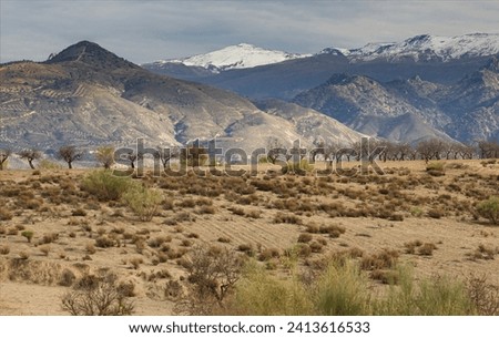 Landscape of the Sierra Narvada Mountains with almond trees and snow covered mountains