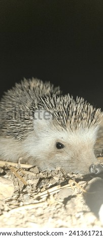 The handsome, cunning, heady hedgehog Royalty-Free Stock Photo #2413617211