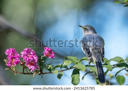 Northern Mockingbird Perched on Flowering Crepe Myrtle Branch in Louisiana Garden