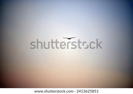 Silhouette of a Hawk in the Fading Sky 