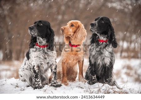 A group of hunting spaniel dogs sit on a winter meadow in front of a snowy forest. Dogs look in one direction. It snow. Breeds of hunting dogs. Royalty-Free Stock Photo #2413634449