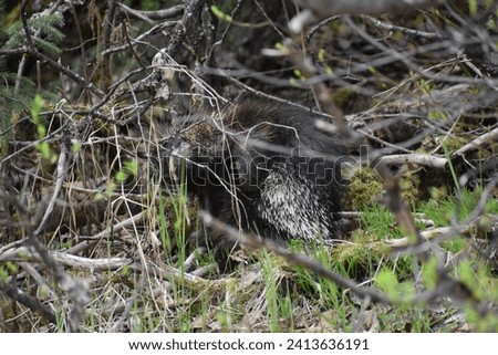 Porcupine in the bushes camouflaged 