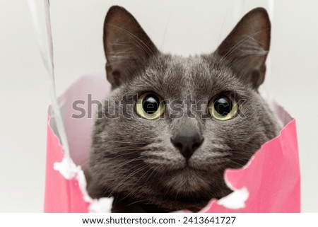 Fluffy beautiful gray cat sitting in a pink bag and looking into the frame with big cute eyes . Close-up portrait.  Romantic gift for valentine's day. High quality stock photo