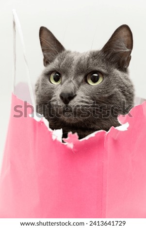 Fluffy beautiful gray cat sitting in a pink bag. Close-up portrait.  Romantic gift for valentine's day. High quality stock photo