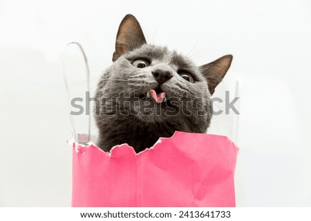 Fluffy beautiful gray cat sitting in a pink bag and showing his tongue funny. Close-up portrait.  Romantic gift for valentine's day. High quality stock photo
