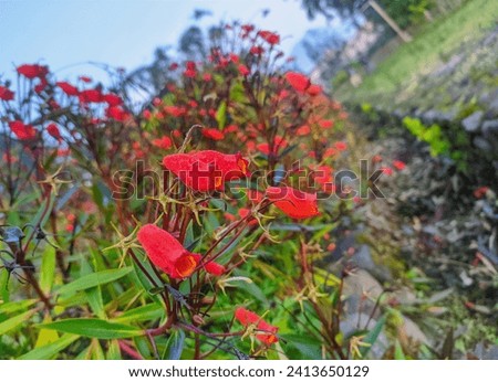 small red, dewy, flowers in a mountainside garden