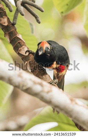 Fiery-billed Aracari Pteroglossus frantzii bird toucan family in Costa Rica tropical jungle birds