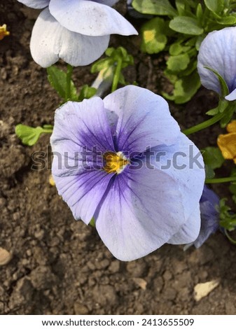 Close up of pansy flower