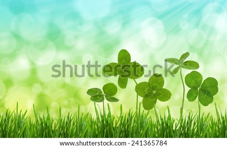 Four-leaf clovers in grass against blurred natural background.