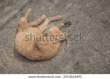 a cat is lying down relaxing on the terrace of the house