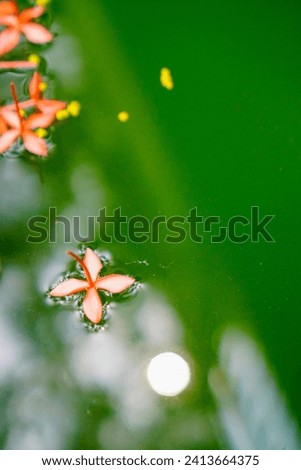 Small red lilies floating on the water, South Tangerang, Indonesia. Selective focus.