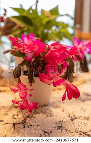 Macro abstract defocused view of pink flower blossoms in bloom on a schlumbergera truncata (Thanksgiving cactus) plant