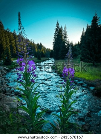 The picture depicts a serene forest with tall, lush trees and a tranquil river gently flowing through it.