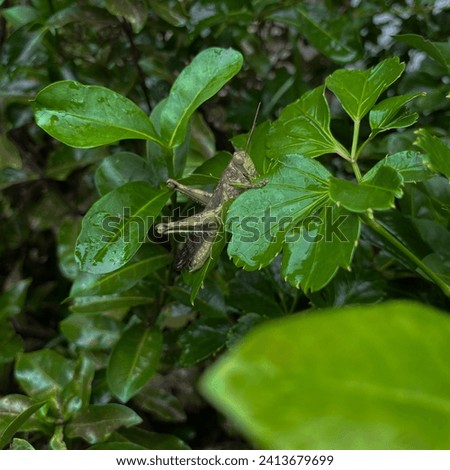 a picture of a grasshopper perched on a leaf