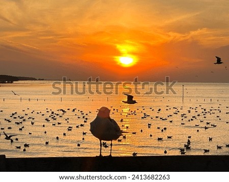 The morning sun is rising in the mangrove forest, Bangpu Thai. Royalty-Free Stock Photo #2413682263