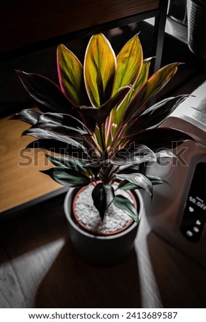 The picture shows a collection of indoor plants placed on a windowsill, creating a vibrant green display that brings life and freshness to the room.