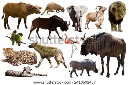 Collage with African mammals and birds isolated over white background