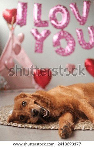 Valentines Day dog. Golden Retriever lies on a background of balloons in the shape of red hearts and the inscription I love you, with a funny face. Honeymoon dog, pet store poster.