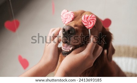Valentines Day dog. The hands of a young woman substituted two lollipops in the shape of red hearts for a dog of the Golden Retriever breed instead of eyes. Dog and lollipop heart shaped banner.