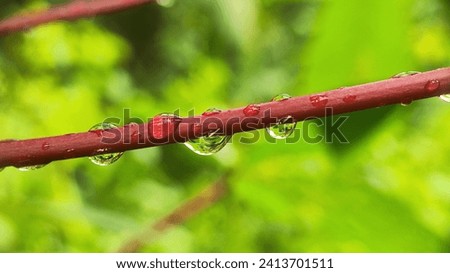 Macro shot. Beautiful Nature Scene. Close Up dew on the leaves