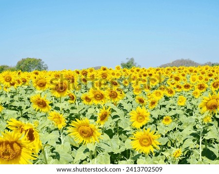 Many yellow sunflowers at the farm with sky and trees and mountains It is a very beautiful picture of nature.