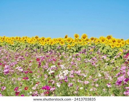 There were many yellow sunflowers and pink cosmos flowers on the farm with a bright sky. It is a very beautiful picture of nature.