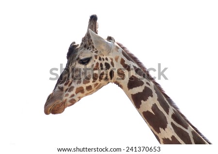 Portrait of a female giraffe