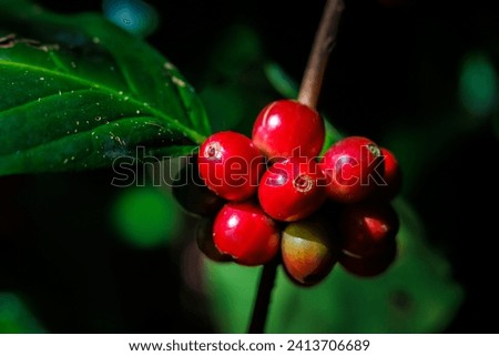 close up of red coffee beans in the plantation, organic coffee in the big forest, concept Royalty-Free Stock Photo #2413706689
