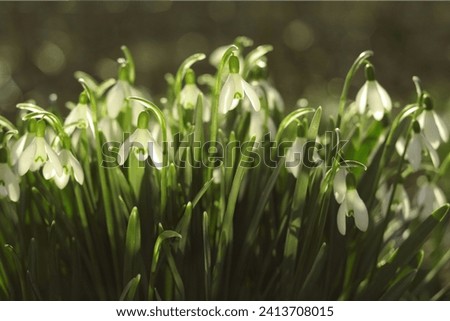 Close-up image of Snowdrop flowers (Galanthus nivalis). White snowdrop flower in spring with four petal leaves. Flowers on a spring morning. First spring snowdrops wake up. Snowdrop or common snowdrop Royalty-Free Stock Photo #2413708015
