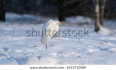 Great egret, Ardea alba in the snow, Ardea alba, winter in Belarus Royalty-Free Stock Photo #2413710589