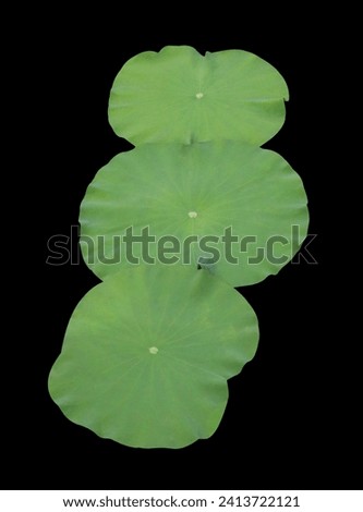 Close up green leaf of lotus or water lily tree isolated on black background. Top view of green leaves bush