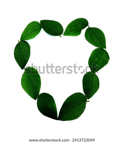 Green fresh leaves in heart shape on isolated white background.