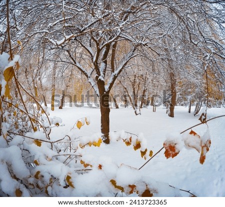 Tree in the snowy Topilche park, Ternopil town, Ukraine, Europe. Picturesque winter scene of city park. First snow covered green leaf in December. Beauty of nature concept background.