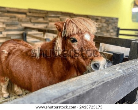 a photography of a horse standing in a stall with a wooden fence.