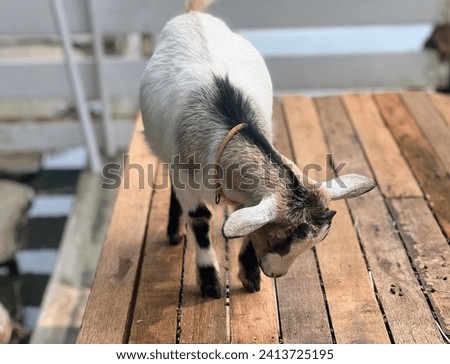 a photography of a goat standing on a wooden platform eating grass.